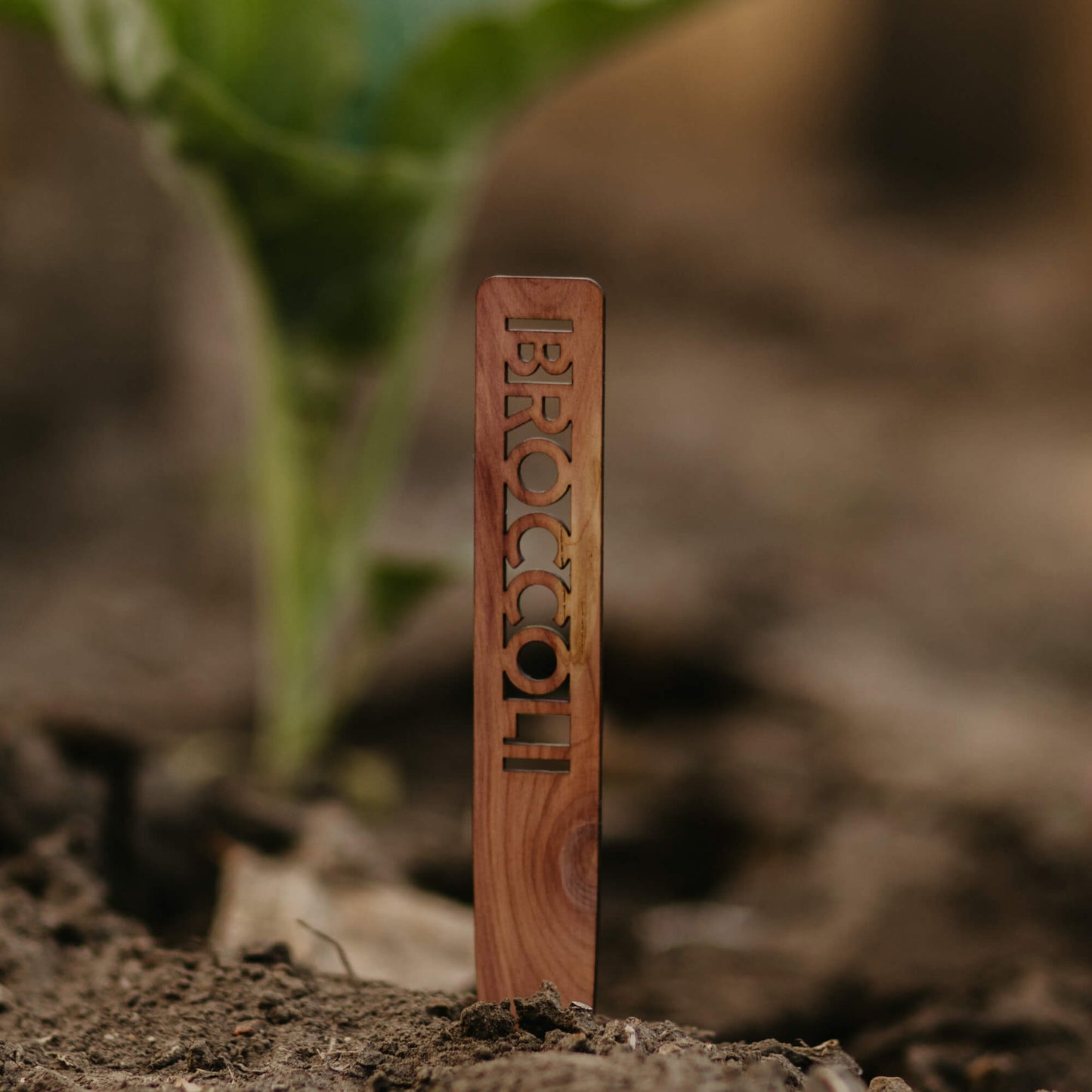 Vegetable Garden Markers - Cedar Wood - LeeMo Designs