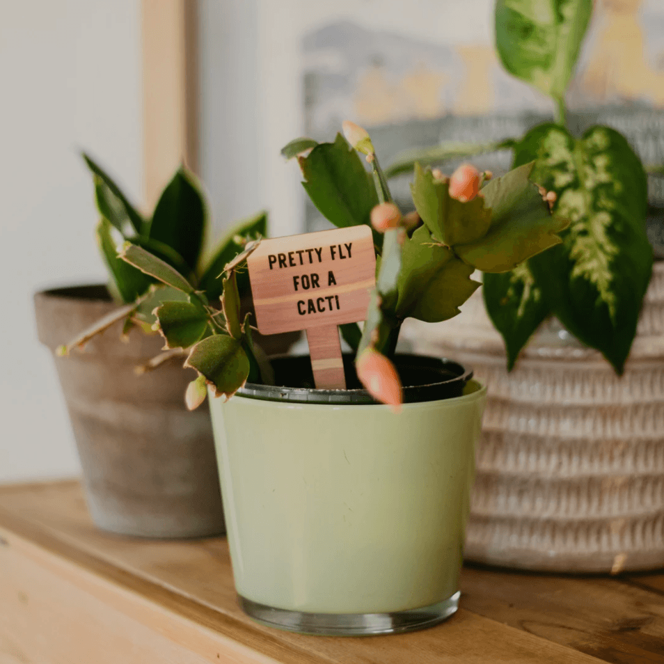 PLANT + GARDEN | LeeMo Designs