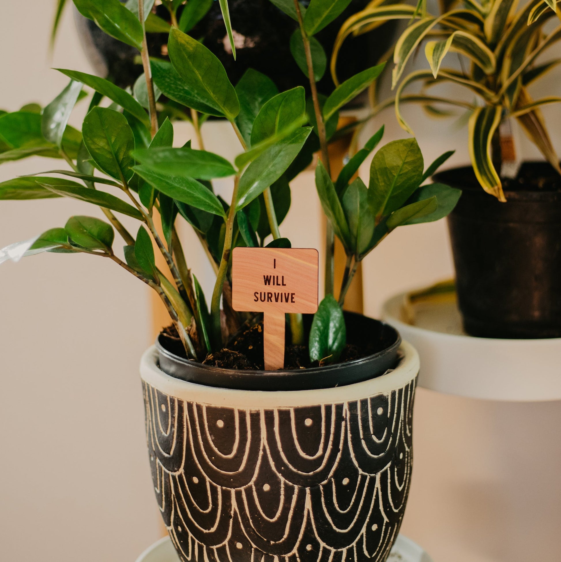 Cedar Wood Funny Plant Markers – LeeMo Designs