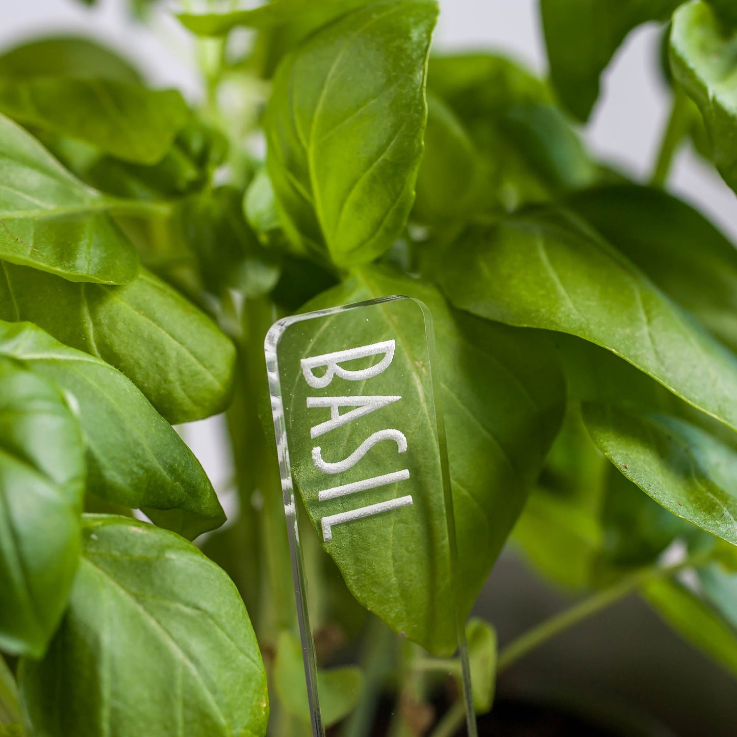 Herb Garden Marker Laser Cut Clear Acrylic Basil Modern Font by LeeMo Designs in Bend, OR