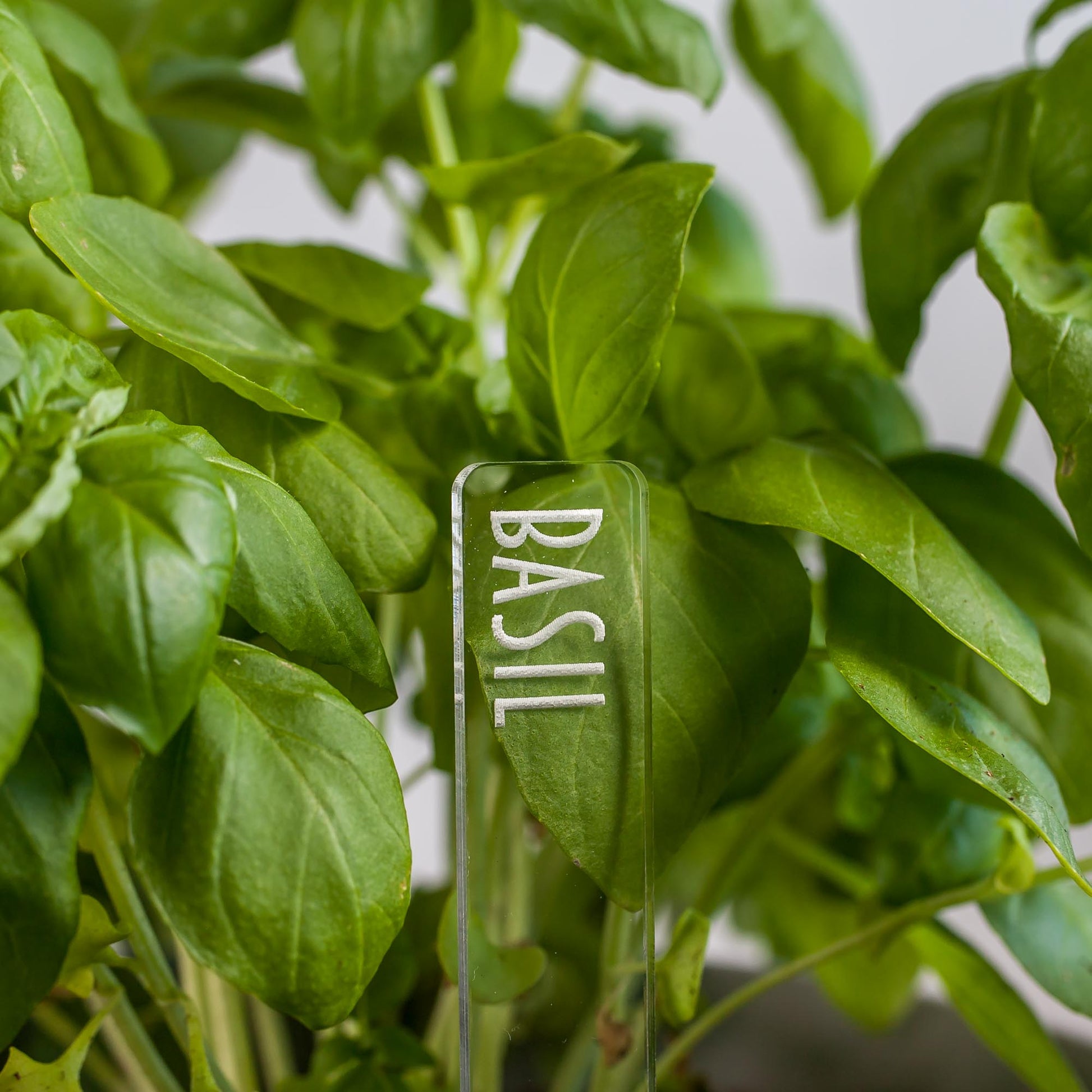 Herb Garden Marker Laser Cut Clear Acrylic Basil Modern Font by LeeMo Designs in Bend, OR