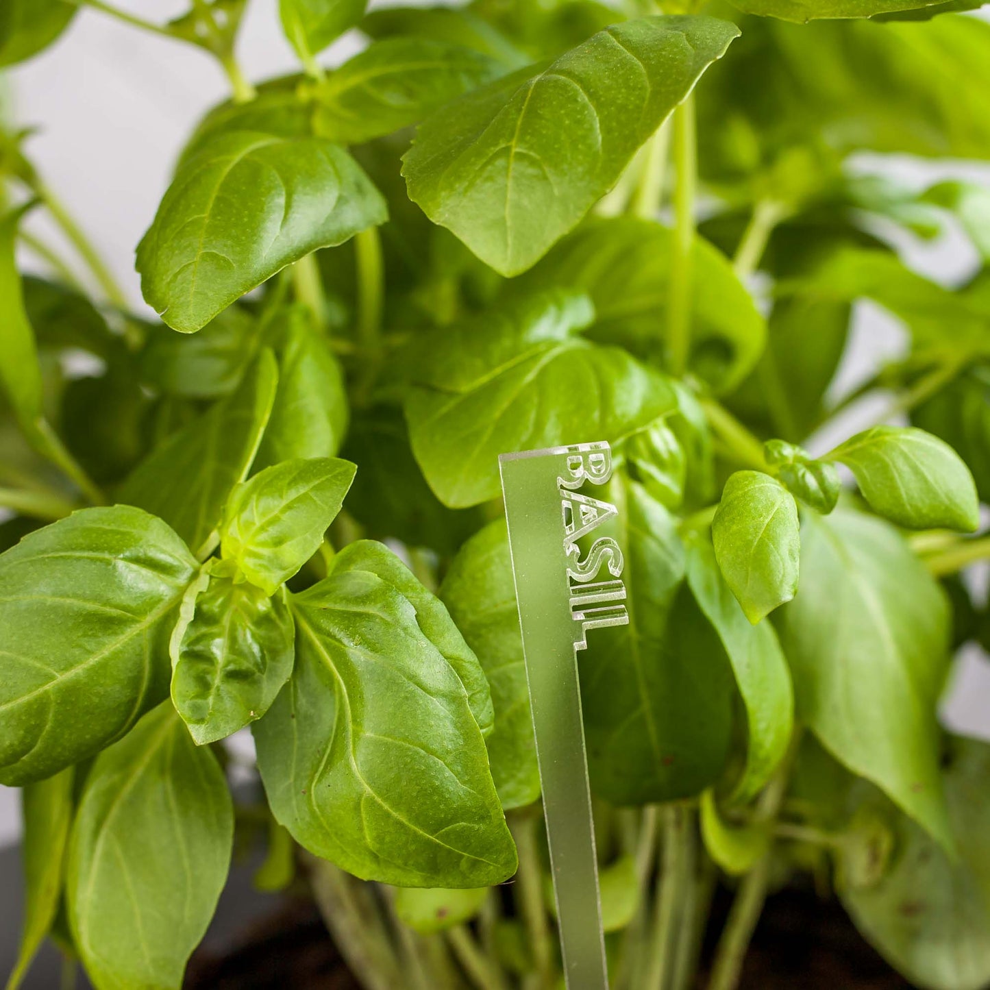 Herb Garden Marker Laser Cut Frosted Acrylic Basil by LeeMo Designs in Bend, OR