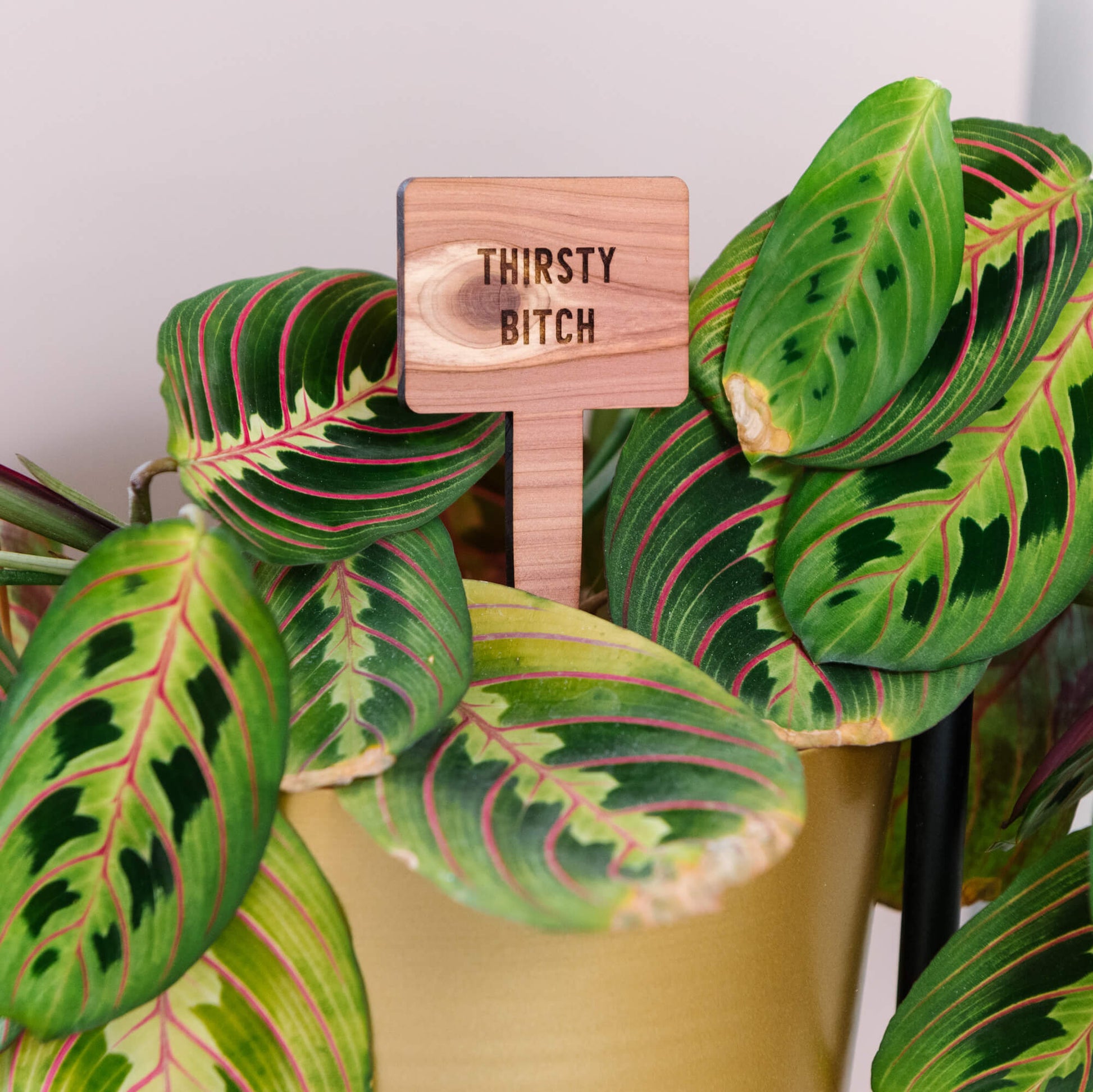 Funny Plant Markers - Cedar Wood - LeeMo Designs