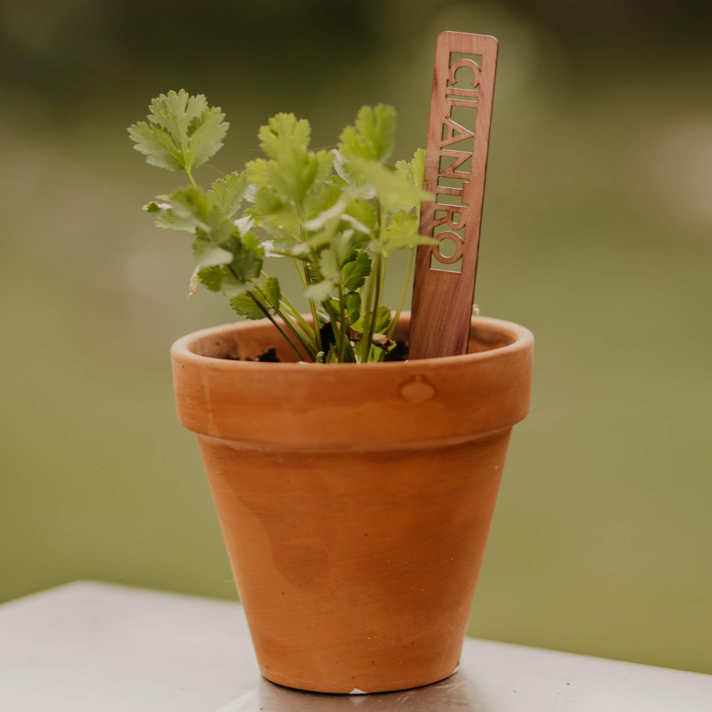 Herb Garden Marker Laser Cut Cedar Wood Cilantro by LeeMo Designs in Bend, OR