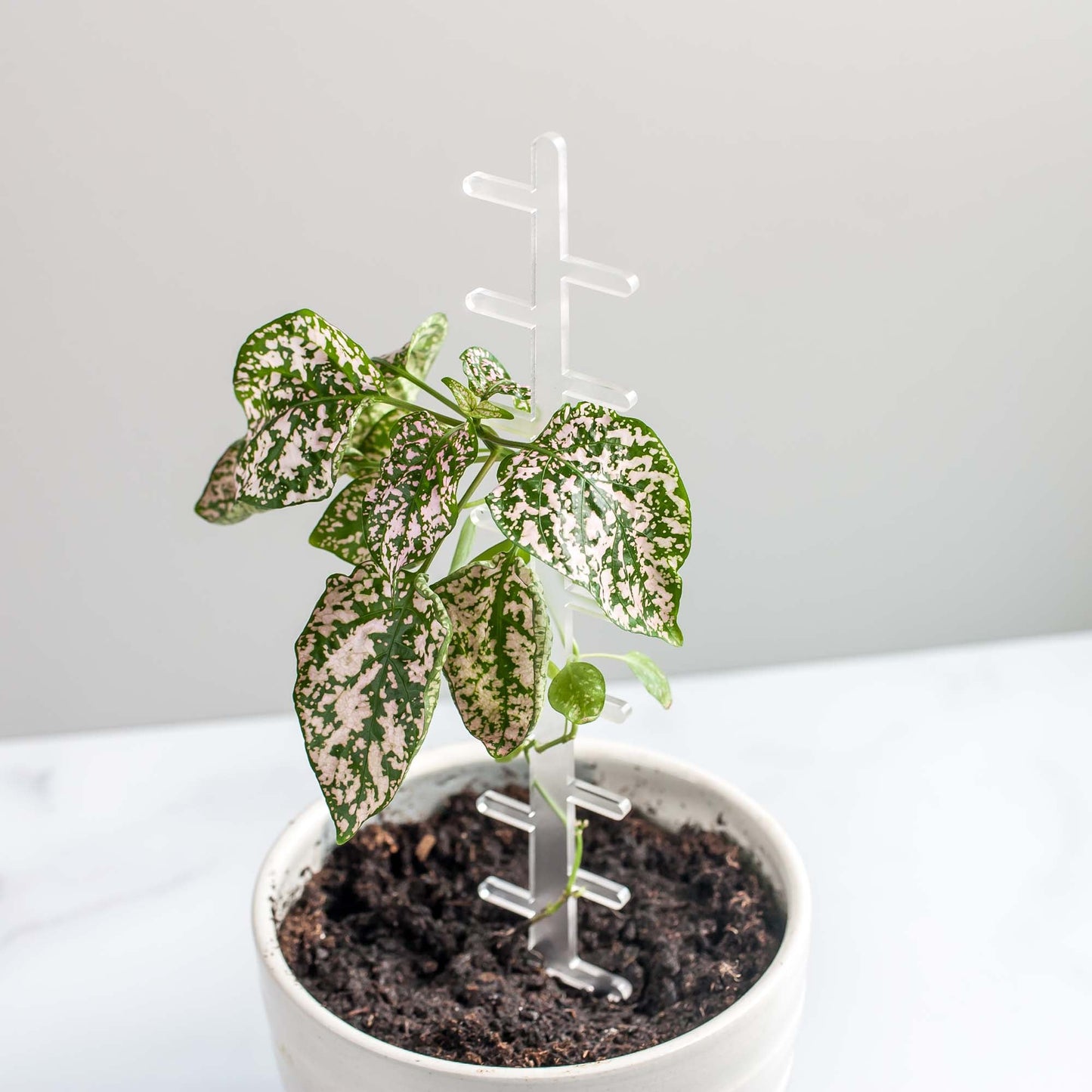 Indoor Plant Trellis - Laser Cut Frosted Acrylic by LeeMo Designs in Bend, Oregon