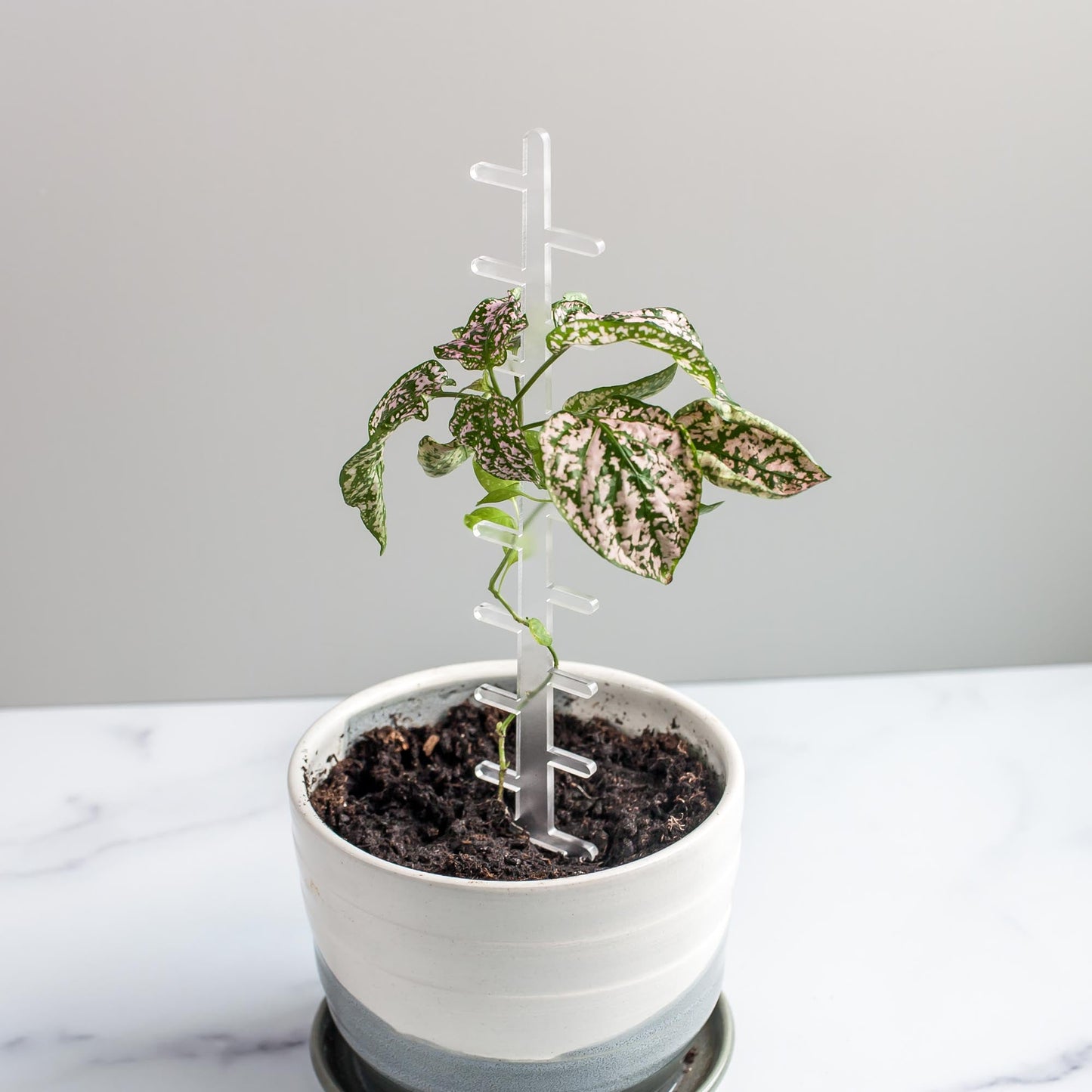 Indoor Plant Trellis - Laser Cut Frosted Acrylic by LeeMo Designs in Bend, Oregon