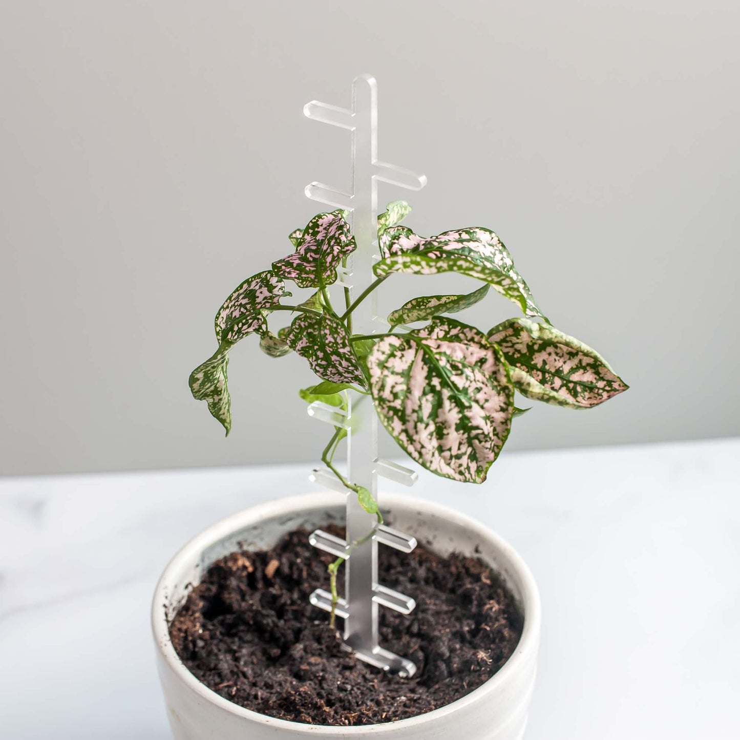 Indoor Plant Trellis - Laser Cut Frosted Acrylic by LeeMo Designs in Bend, Oregon