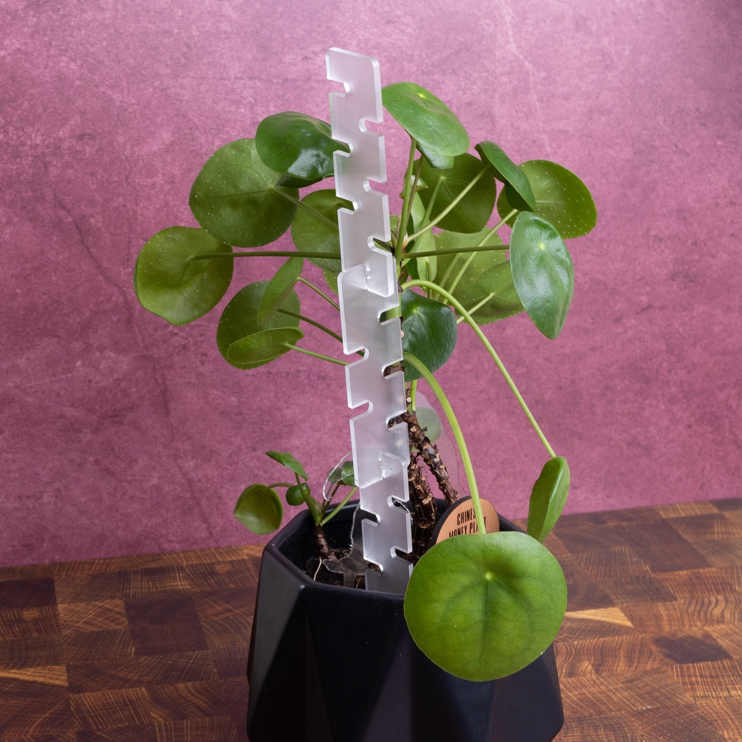 Modular Plant Trellis - LeeMo Designs