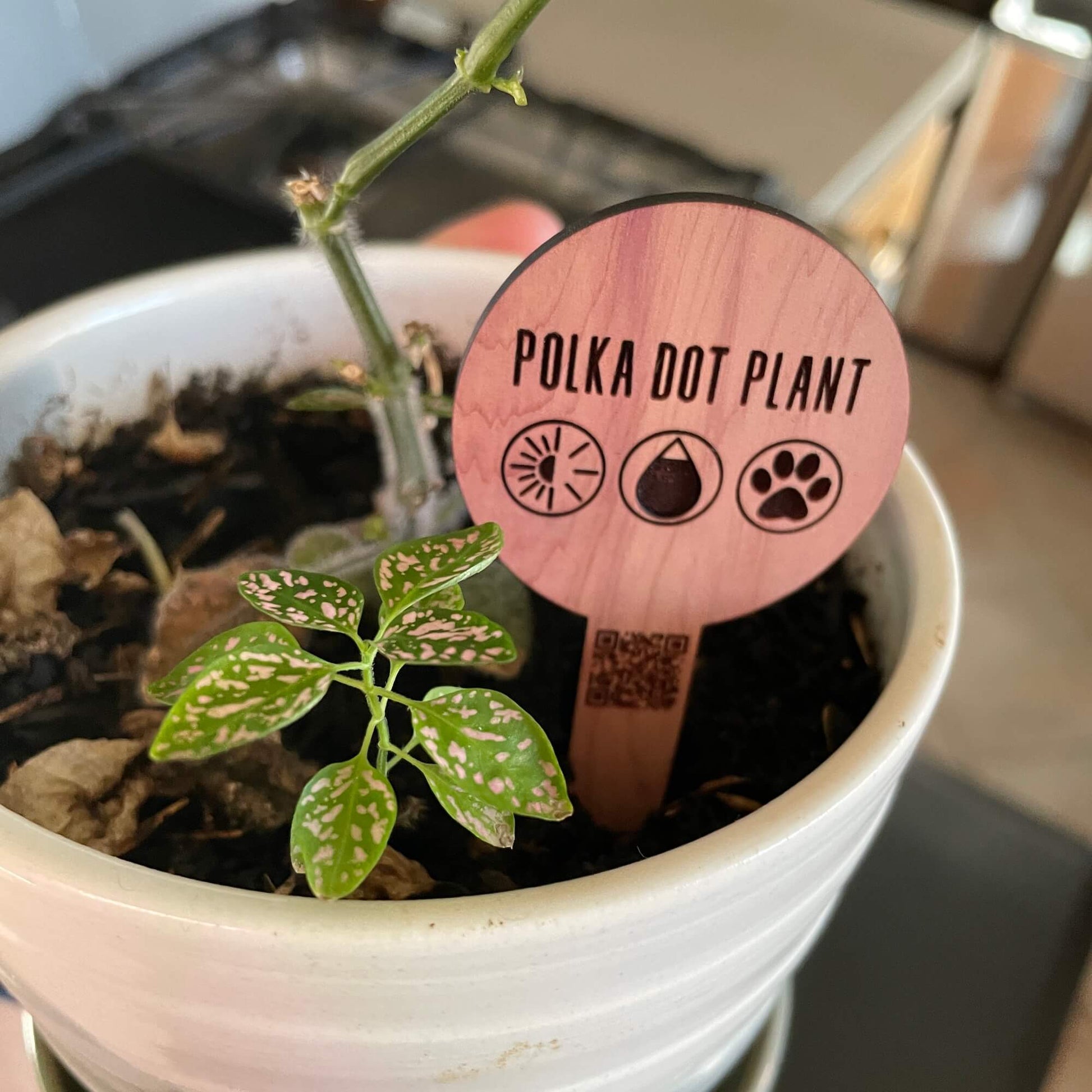 aromatic cedar wood plant care tag with qr code - polka dot plant by LeeMo Designs in Bend Oregon